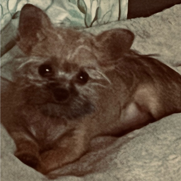 Meet your Posher, Dede - Picture 2 of 2